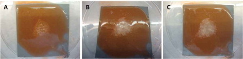 Figure 7. Reaction from P. aeruginosa biofilms on polypropylene surfaces using the solution with hydrogen peroxide, phosphonates, surfactants, and bleaching agents after (A) zero, (B) 5 s, and (C) 5 min.Figura 7. Reacción de biofilms de P. aeruginosa en superficies de polipropileno, usando la solución con peróxido de hidrógeno, fosfonatos, surfactantes, y agentes blanqueadores después de (A) 0, (B) 5 segundos, y (C) 5 minutos.