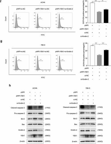 Figure 5. continued