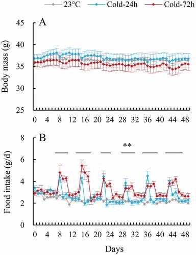 Figure 1. Body mass (a) and food intake (b) of striped hamsters subjected to repeated cold (5°C) and warm (23°C) temperature cycles. 23oC, animals maintained at room temperature (23°C) throughout the experiment. Cold-24 h and Cold-72 h, animals exposed to 6 cold and warm temperature cycles (24 h at 5°C followed by 6 days at 23°C, and 72 h at 5°C followed by 4 days at 23°C) from the 2nd to 7th week of the experiment. Data are means ± s.e.m.; **P < 0.01.