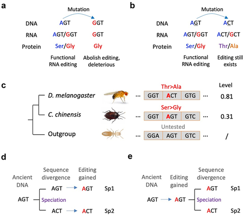 Figure 1. Definition of conserved editing with non-conserved recoding. (a) The DNA mutation on an existing RNA editing site abolishes the editing potential and thus is deleterious. (b) The DNA mutation next to an existing RNA editing site leads to a different codon change by RNA editing. (c) The known case of conserved editing with non-conserved recoding between D. melanogaster (Diptera) and C. chinensis (Hemiptera) [Citation24]. Codon alignment is shown. (d) A less likely situation where conserved editing was independently gained after sequence divergence of two species. (e) A more likely situation where the ancient RNA editing existed before the sequence divergence of two species.