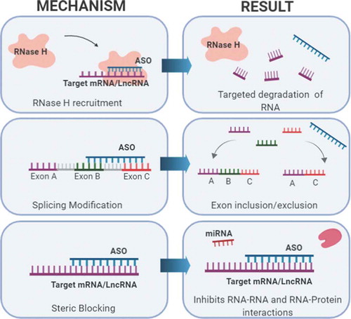 Figure 5. Targeting lncRNAs with ASOs. When administered, ASOs bind to target RNAs with base pair complementarity and can exert various effects. Three mechanisms commonly used in preclinical models and human clinical trial development are shown. These mechanisms include: 1) Targeted degradation of mRNA or lncRNA via recruitment of RNase H, 2) Alternative splicing modification to include or exclude exons, and 3) Causing a steric block that inhibits RNA or protein interactions.