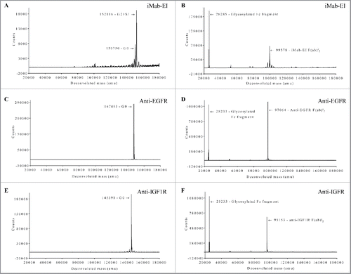 Figure 5. Non-reduced LCMS of the iMab-EI and the 2 parental antibodies intact glycosylated and after treatment with IdeS, which release the Fc fragment from the F(ab)’2. (A) Intact glycosylated iMab-EI; (B) IdeS-treated iMab-EI; (C) Intact glycosylated anti-EGFR; (D) IdeS-treated anti-EGFR; (E) Intact glycosylated anti-IGF1R; (F) IdeS-treated anti-IGF1R; The deconvoluted mass in Dalton is shown on the x-axis and the ions counts are shown on the y-axis. The molecular weight of each peak is schematically shown with the corresponding glycoform. LCMS show the iMab-EI has correctly formed the interchain disulfide bonds at the hinge and at the heavy and light chains similar to IgG1 parental antibodies.