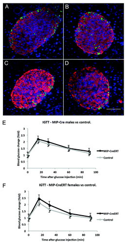 Figure 3. Islet structure and physiological responses in transgenic MIP1-CreERT mice are preserved. Paraffin sections of pancreas were stained with anti-insulin (RED) and anti-glucagon (GREEN) antibodies using double immunofluorescence: (A) female non-transgenic; (B) female MIP1-CreERT+/−; (C) male non-transgenic; (D) male MIP1-CreERT+/−. Nuclei are stained with DAPI (BLUE); size bar in indicates 100µm for all panelsc (A-D). IPGTT performed on MIP1-CreERT+/− and non-transgenic littermate controls at 12 wk of age: (E) males and (F) females from each genotype were recorded separately. Each group consisted of 5–7 mice.