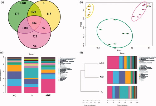 Figure 2. Effect of Chinese yam on antibiotic-induced intestinal dysbiosis in rats. (a) Veen diagram: The number of OTUs in this area is represented by the number of OTU. The NC group is red, the A group is yellow, and the ADR group is green. (b) PCoA: After the administration of antibiotics, the A and NC groups were each clustered together and separated, while the ADR group clearly deviated from the A group and tended to return to normal. (c, d) Species classification histogram: After administration of antibiotics, the intestinal flora of the A group showed significant changes; while that of the ADR group tended to return to normal. The Bray-Curtis distance clustering of species abundance showed that the NC and ADR groups were grouped together and deviated from the A group.