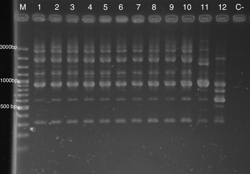 Figure 4.  Results of RAPD of selected S. Typhimurium isolates of this study generated with the P1254 primer. Notice the similarity between S. Typhimurium ATCC 14028 and outbreak isolates. Lane M, 100 base pair (bp) ladder; lane 1, S. Typhimurium ATCC 14028; lane 11, S. Typhimurium bovine isolate; lane 12, Salmonella Senftenberg parrot isolate; lanes 2 to 7, S. Typhimurium isolates from canaries in the present study; lanes 8 to 10, S. Typhimurium isolates from feedstuff in the present study.