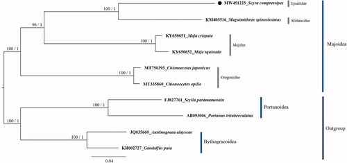 Figure 1. The phylogenetic tree of Majoidea. The bootstrap value (left) above 70% in the ML method and posterior probability (right) above 0.90 from the BI analysis were indicated at each node. GenBank accession number and scientific name for each species are shown at branch tips. The species reported in this study, Scyra compressipes is marked with a circle. The species names were used according to the World Register of Marine Species (http://www.marinespecies.org/).