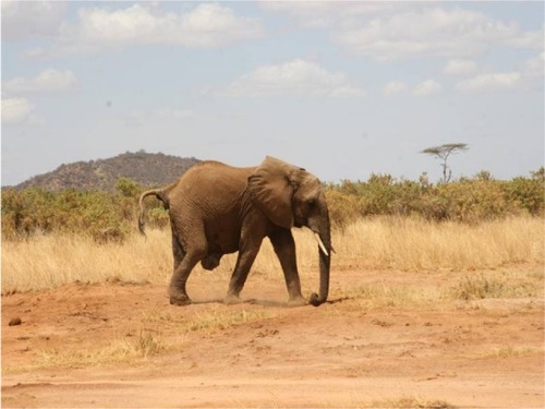 Figure 4 The elephant walks away after the surgery.