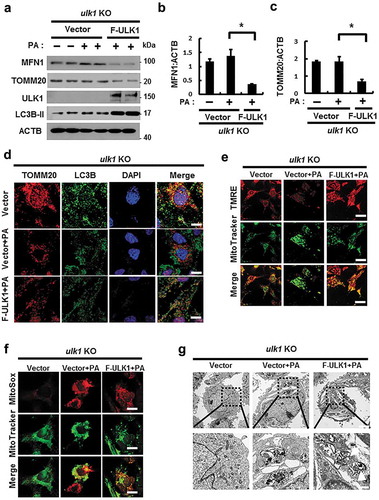 Figure 11. Overexpression of ULK1 increases PA-induced mitophagy and alleviates mitochondrial damage. (a) Immunoblot analysis of MFN1, TOMM20, ULK1, and ACTB (loading control) in ulk1 KO MEF cells transfected with vectors encoding FLAG-ULK1 and treated with PA (500 μM) for 18 h. Densitometric analysis of MFN1 (b) and TOMM20 (c) immunoblots was performed. (d) Confocal microscopy analysis of TOMM20 and LC3B colocalization in ulk1 KO MEF cells transfected with vectors encoding F-ULK1 after treatment with PA (500 μM) for 18 h. Nuclei were also stained with DAPI, and representative single optical sections and merge images are shown. Scale bars: 10 μm. (e) TMRE fluorescence analysis of ulk1 KO MEF cells transfected with vectors encoding F-ULK1 after treatment with PA (500 μM). Scale bars: 20 μm. (f) Fluorescence analysis of mitochondrial ROS in ulk1 KO MEF cells transfected with vectors encoding F-ULK1 after treatment with PA (500 μM), using MitoTracker Green (MitoGreen) and MitoSOX Red staining. Scale bar: 10 μm. (g) Mitochondrial detection using electron microscopy (EM) in ulk1 KO MEF cells transfected with vectors encoding F-ULK1 and treated with PA (500 μM) for 18 h. Scale bar: 2 μm. Data are shown as mean ± SD from three independent experiments. *p < 0.05.