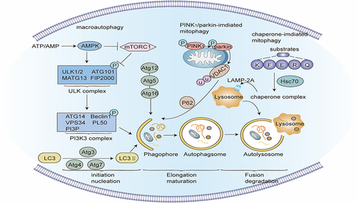 Figure 2 Signaling pathway of Autophagy. Macroautophagy: When a mechanistic target of rapamycin complex 1 (mTORC1) is blocked or 5’-AMP-activated protein kinase (AMPK) is activated, the Unc-51-like kinase (unc-51-like kinase, ULK) complex activates and phosphorylates the PI3K3 complex to start the nucleation phase of the autophagosome. Under the action of ATG4, ATG7, and ATG3, microtubule-linked protein1 light chain 3 (LC3) transforms into mature LC3-II, isolating ubiquitin-like substances into evolving autophagy. The binding of ATG5, ATG12, and ATG16 further stimulate autophagic membrane elongation. Finally, the autophagosome membrane seals to create mature autophagosomes, which merge with a lysosome to form autolysosomes, and the contents of the autophagosome are degraded by lysosomal enzymes. PINK1/Parkin-mediated mitophagy: When mitochondria are damaged, the protein kinase PINK1 is blocked from entering the inner mitochondrial membrane, but accrues in the outer mitochondrial membrane and is activated by autophosphorylation, and then recruits and activates Parkin. Parkin ubiquitinates several mitochondrial membranes substrates on the mitochondrial outer membrane. After these ubiquitinated substances are identified by ubiquitin-binding proteins such as p62, the damaged mitochondria are phagocytized and cleared by autophagosomes. Molecular chaperone-mediated autophagy: Molecular chaperone HSC70 particularly identifies and binds target proteins with KFERQ-like motifs, and transports these target proteins to lysosomes for degradation via the lysosomal membrane protein LAMP-2A.