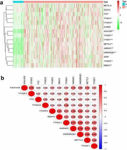 Figure 1. Expression, correlation, and prognostic information of m6A methylation-related genes. (a) Heatmaps of m6A methylation-related genes expressed in tumors and adjacent normal tissue. (***P < 0.001, ** P < 0.01, *P < 0.05) (b) Correlation matrix of interaction in m6A methylation-related genes. Correlation coefficients are plotted with negative correlation (blue) and positive correlation (red).