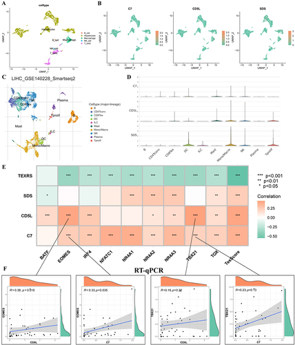 Figure 11 Distribution of model genes in a scRNA-seq dataset and correlation analysis with regulatory Tex transcription factors. (A) GSE146115 data annotation for five cell types; (B) Distribution of C7, CD5L and SDS in each cell type; (C) Annotated as ten cell types in the GSE140228 Smartseq2 dataset; (D) Expression of C7, CD5L and SDS in various cell types; (E) Correlation analysis of C7, CD5L and SDS with regulatory Tex transcription factors; (F) Correlation analysis of CD5L with TBX21 and EOMES. *P < 0.05, **P < 0.01, ***P < 0.001. scRNA-seq, single-cell RNA sequencing; Tex, T cell exhaustion.