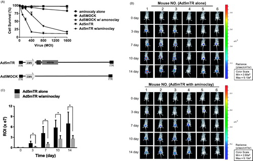 Figure 6. Enhanced tumor suppressive ability of adenoviruses in the presence of aminoclay. (A) MBT-2 cells of 1 × 104 in 96-well plates were infected with increasing doses of Ad5MOCK or Ad5mTR. 500 μg of aminoclay were mixed with adenovirus prior to addition to cells. Cells were treated with prodrug GCV and their viabilities were measured 3 days later using an MTS kit. (B) MBT-2/Luc bladder orthotopic tumors were implanted and were instilled with tumor-targeting Ad5mTR of 5 × 108 PFU alone or together with aminoclay. In vivo tumor suppressive activity by Ad5mTR was evaluated with ROI of luminescence taken by IVIS. (C) During in vivo tumor suppressive activity, ROI values were plotted at the different time points. * indicates the statistical significance. Two-tailed p values <0.05 were considered significant. STATA/SE version 10.1 software (StataCorp LP, College Station, TX) was used for the analysis.