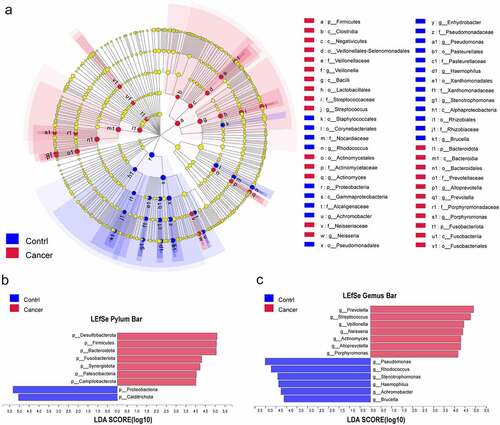 Figure 3. Distinct taxa were characterized in BALF samples by applying LEfSe analysis. (a) A Cladogram was constructed using the LEfSe method to represent the phylogenetic distribution of bacteria. (b,c) Linear discriminant analysis (LDA) scores show bacterial within two groups at the phylum level (b) and genus level (c). Blue color represents taxa enriched in the control patients, and red color represents taxa enriched in NSCLC patients.