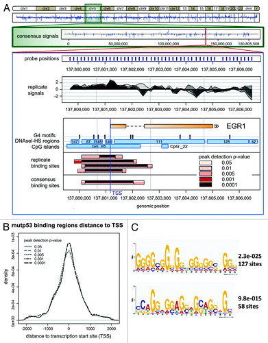 Figure 1. Array-wide analysis of mutp53 binding sites. (A) Consensus signals for the whole genome and for chromosome 5 are shown. The EGR1 gene is shown as an example of a known mutp53 target gene. The lower panel displays the detected peaks in the EGR1 gene dependent on the selected p value threshold during peak calling. CpG-islands, DNaseI-HS regions and G4 motif locations extracted from the public databases are plotted. (B) Distribution of mutp53-BR around TSS. The median length of mutp53-BR varied from 1270 bp to 990 bp. (C) Motifs overrepresented in mutp53 binding regions (p value 0.001) identified by MEME-ChIP analysis.