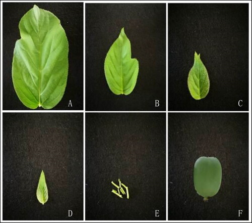Figure 1. Four types of leaves, petioles and fruits of A. arguta accessions. (A) Mature leaves (ML); (B) Leaves expanded to 1/2–2/3 of the full leaf size (HL); (C) Leaves expanded to 1/4–1/3 of the full leaf size (QL); (D) Young apical leaves (YAL); (E) Petioles of young apical leaves (P); (F) Fruits (F).