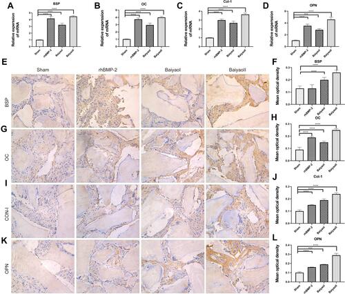 Figure 4 Yunnan Baiyao promote the expression of osteogenic related proteins. (A–D) mRNA expression of BSP, OC, CON-1 and OPN was detected by qPCR. (E and F) Immunohistochemical results of BSP in HPDLFs-Bio-Oss® collagen complex (x400) and mean optical density in each group. (G and H) Immunohistochemical results of OC in HPDLFs-Bio-Oss® collagen complex (x400) and mean optical density in each group. (I and J) Immunohistochemical results of CON-I in HPDLFs-Bio-Oss® collagen complex (x400) and mean optical density in each group. (K and L) Immunohistochemical results of OPN in HPDLFs-Bio-Oss® collagen complex (x400) and mean optical density in each group. ***, P < 0.001, ****, P < 0.0001.