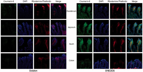 Figure 4. Intestinal fluorescence micrographs of coumarin-6 solution and coumarin-6-SNEDDS (green fluorescence). DAPI (blue) and rhodamine phalloidin (red) were used to label the cell nuclei and cytoskeleton respectively.