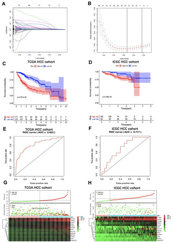 Figure 3 LASSO coefficient profiles are depicted in (A). (B) shows the selection of the tuning parameter (lambda) in the LASSO model by tenfold cross-validation based on minimum criteria for OS; the lower X axis shows log (lambda), and the upper X axis shows the average number of OS-genes. The Y axis indicates partial likelihood deviance error. Red dots represent average partial likelihood deviances for every model with a given lambda, and vertical bars indicate the upper and lower values of the partial likelihood deviance errors. The vertical black dotted lines define the optimal values of lambda, which provides the best fit. Survival curves of patients in high risk group and low risk group of The Cancer Genome Atlas (TCGA) hepatocellular carcinoma (HCC) cohort (C) and the International Cancer Genome Consortium database (ICGC) HCC cohort (D) are exhibited. Patients in high-risk group suffered shorter overall survival. (E) and (F) show survival-dependent receiver operating characteristic (ROC) curves validation at 1 – year of prognostic value of the prognostic index in the two databases (TCGA and ICGC, respectively). Distribution of risk score, overall survival (OS), gene expression in (G) TCGA and (H) ICGC databases were also shown. Distribution of risk score, OS and heat map of the expression of eleven genes in low-risk and high-risk groups are listed in the picture from top to bottom.