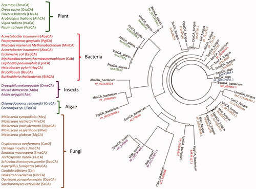 Figure 3. Radial dendrogram showing the evolutionary relationships of the β-CAs from various prokaryotic and eukaryotic species, such as plants, bacteria, insects, algae, and fungi. Species names and sequence acronyms are reported on the left of the figure. The accession number of the amino acid sequences used in the phylogenetic analysis are indicated below the sequence acronym shown in the radial dendrogram.