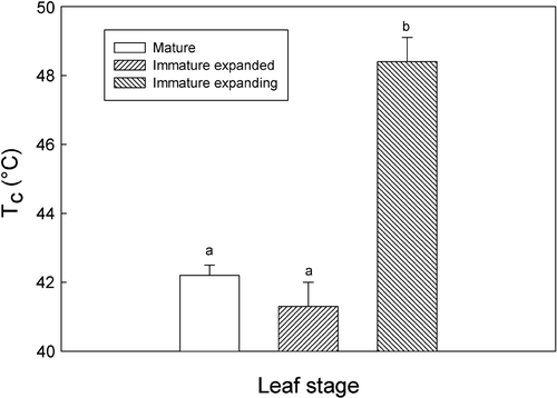 Fig. 4  Thermostability of the photosynthetic apparatus at different leaf stages as measured by the critical temperature for ground fluorescence breakup (T c). Data are means±SE for eight replicates. Differences in T c were determined using the Holm–Sidak method; means followed by different letters are statistically different at p<0.05. T c=critical temperature at which F 0 shows an abrupt increase.