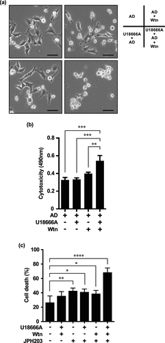 Figure 7. Combined effect of U18666A and Wtn on cells repeatedly treated with U18666A and AD is enhanced by LAT1 inhibition. (a, b) Cell morphology (a) and cytotoxicity assessment (b) after fourth stress exposure and three replicates U18666A and AD treatments in HeLa cells; for the fourth treatment, cells were pretreated with U18666A (2 μg/mL) for 3 h, washed, and then exposed to EBSS supplemented with Wtn (10 nM) for 8 h. For the third treatment, cells were treated with U18666A for 3 h, washed, and then exposed to EBSS supplemented with Wtn (10 nM) for 8 h. For the second treatment, cells were treated with U18666A for 3 h, washed, and then exposed to EBSS supplemented with Wtn (10 nM) for 8 h. (c) Cell death rate induced in HeLa cells after three repeated treatments with U18666A and AD and a fourth treatment with serum-free medium only; U18666A (2 μg/mL), Wtn (10 nM), and JPH203 (3 mM) alone; U18666A+JPH203, Wtn+JPH203, and U18666A+JPH203, respectively; or 12 h of incubation with Wtn+JPH203. The percentage of dead cells was quantified using trypan blue staining (n > 57,600 cells/condition). Results are expressed as the mean ± SD of four independent experiments. *p < .05, **p < .01, ***p < .0001 (two-way ANOVA with Tukey’s multiple comparisons test). AD, amino acid deprivation; Wtn, wortmannin.