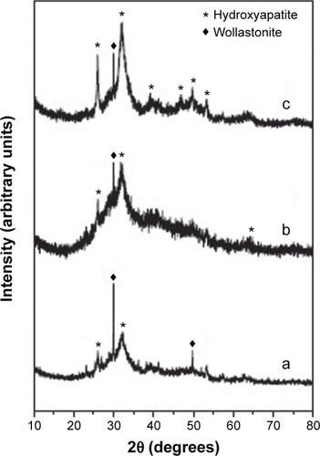 Figure 5 In vitro bioactivity of wollastonite scaffold after different immersion periods.Notes: (a) 7 days. (b) 14 days. (c) 21 days.
