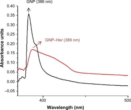 Figure 2 UV spectra of GNP and GNP–Her.