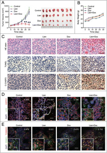 Figure 10. The combination of liensinine and doxorubicin inhibits tumor growth in a MDA-MB-231 mouse xenograft model. (A) Average tumor volume in vehicle control mice, mice treated with Lien (60 mg/kg) or Dox (2 mg/kg) or a combination of Lien and Dox. Error bars represent means ± SD. **P < 0.01 compared with control, Lien or Dox alone. (B) Body weight changes of mice during 30 d of exposure. Statistical analysis of body weight changes showed no significant differences between combination of Lien with Dox and other groups including control, Lien or Dox treatment alone. (C) Tumor tissues were sectioned and subjected to H&E staining, TUNEL assay, and immunohistochemistry for evaluating histological morphology, apoptosis and expression of C-CASP3. Scale bars: 50 μm. (D) and (E) Tumor tissues were sectioned and subjected to immunofluorescence staining for determination of the colocalization of LC3 and HSPD1, or DNM1L and TOMM20 by confocal microscopy. The average Pearson's correlation coefficient of LC3 and HSPD1, or DNM1L and TOMM20 colocalization are marked. Scale bars: 50 μm.