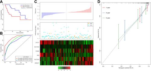 Figure 2 (A) Kaplan–Meier survival curve of patients stratified according to the 6-gene signature in the TCGA training dataset. (B) ROC curve and AUC of the 6-gene signature. (C) Risk score, survival period and gene expression level. (D) The nomogram prediction of OS.