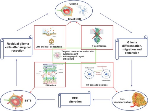 Figure 2 Rationale of employing nanomedicines for glioma treatment.Abbreviations: BBB, blood–brain barrier; BBTB, blood–brain tumour barrier; CMT, carrier-mediated transport; EPR, enhanced permeation and retention; HIF, hypoxia-induced factors; P-gp, P-glycoprotein; RMT, receptor-mediated transport.