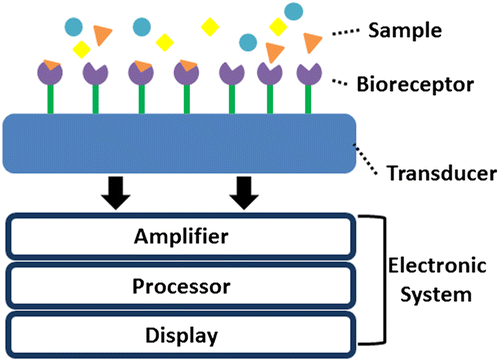 Figure 6. Schematic of a typical biosensor.