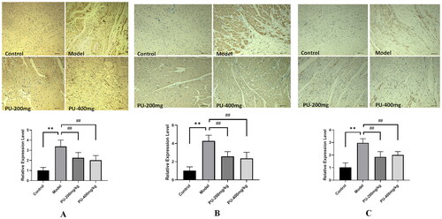 Figure 6. Punicalagin decreased NLRP3, caspase-1, and GSDMD levels via immunohistochemical analyses. (A) NLRP3; (B) caspase-1; (C) GSDMD. The values were expressed as the mean ± SD (n = 3); **p < 0.01 vs. control group; ##p < 0.01 vs. model group.