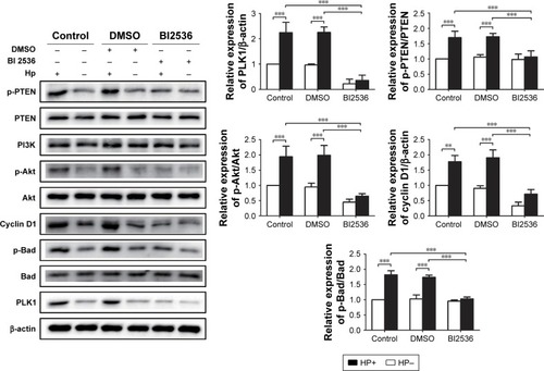 Figure 7 PLK1 inhibition blocks Helicobacter pylori-induced activation of the Akt pathway. Immunoblotting was used to quantify the expression levels of PLK1 and Akt pathway-related proteins in MKN-28 cells incubated with H. pylori for 24 h and treated with BI 2536 (200 nM pretreatment before incubation with H. pylori). The data are representative of three independent experiments. The samples were derived from the same experiment and the blots were processed in parallel. **p<0.01; ***p<0.001.