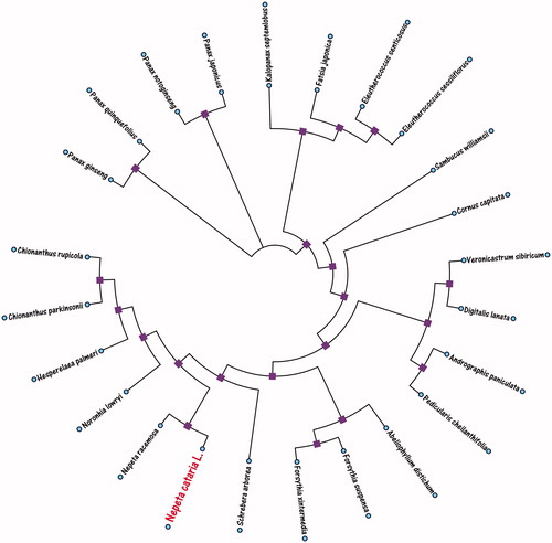 Figure 1. The neighbor-joining (NJ) phylogenetic tree of the 24 species from Nepeta cataria L. was constructed based on the complete herbal medicine plants chloroplast genomes data. The analyzed herbal medicine species and corresponding GenBank accession numbers are as follows: Abeliophyllum distichum (KT274029.1), Andrographis paniculata (KF150644.2), Chionanthus parkinsonii (MG255752.1), Chionanthus rupicola (MG255753.1), Cornus capitata (MG524998.1), Digitalis lanata (KY085895.1), Eleutherococcus senticosus (JN637765.1), Eleutherococcus sessiliflorus (KT153019.1), Fatsia japonica (KR021045.1), Forsythia suspensa (MF579702.1), Forsythia xintermedia (MG255756.1), Hesperelaea palmeri (LN515489.1), Kalopanax septemlobus (KC456167.1), Nepeta racemosa (MH626629.1), Noronhia lowryi (MG255759.1), Panax ginseng (KF431956.1), Panax japonicus (KP036469.1), Panax notoginseng (KP036468.1), Panax quinquefolius (KT028714.1), Pedicularis cheilanthifolia (KY751712.1), Sambucus williamsii (KX510276.1), Schrebera arborea (MG255767.1), Veronicastrum sibiricum (KT724053.1).