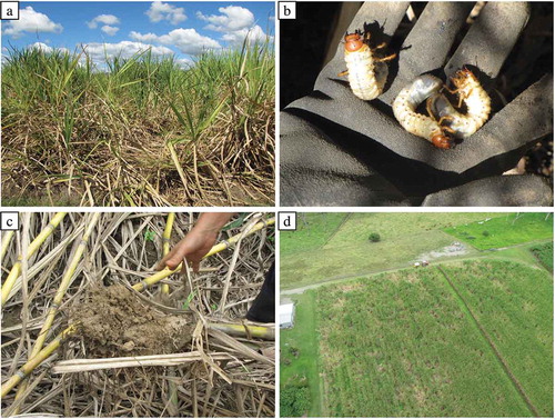 Figure 2. (a) Canegrub infested sugarcane showing tool tipping, changed leaf color, and exposure of soil; (b) greyback canegrubs; (c) roots damaged by canegrubs; and (d) aerial photo from helicopter, showing advanced canegrub damage.