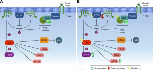 Figure 2 The PI3K signaling pathway.