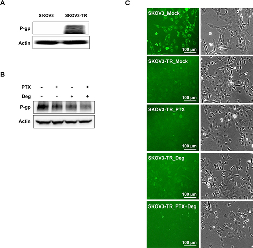 Figure 4 The expression of P-glycoprotein (P-gp) and its efflux function were not affected by deguelin or paclitaxel in SKOV3-TR cells. (A) The expression levels of P-gp in SKOV3 and SKOV3-TR cells were confirmed by immunoblotting. Actin was used as a loading control. (B) SKOV3-TR cells were treated with paclitaxel, deguelin, and cotreated with paclitaxel and deguelin as indicated. At 48 h posttreatment, the expressions of P-gp were examined by immunoblotting. (C) SKOV3-TR cells were treated with paclitaxel and deguelin as above. At 48 h of treatment, cells were additionally treated with the fluorogenic P-gp substrate fluo-3/AM for 1 h. Fluorescent SKOV3-TR cells were visualized by UV microscopy. SKOV3 cells were also treated with fluo-3/AM as a positive control.