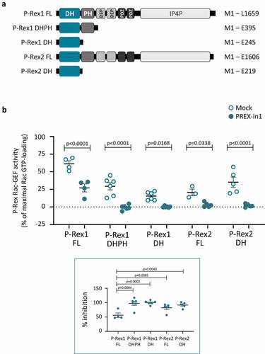 Figure 2. PREX-in1 inhibits P-Rex1 and P-Rex2 through the catalytic DH domain. (a) Schematic showing the domain structures of full-length (FL) P-Rex1 and P-Rex2 and the isolated P-Rex1 DHPH and DH domain and P-Rex2 DH domain proteins. (b) Upper panel: Full-length recombinant EE-P-Rex1 (50 nM) or P-Rex2 (40 nM), or the isolated DH domains (200 nM) or DHPH domains (100 nM), were incubated with 10 M PREX-in1 for 30 min (filled symbols), or were mock-treated (open symbols). Their Rac-GEF activity was then measured by liposome-based GEF assay using 100 nM prenylated Rac1 as substrate, in the presence of liposomes with 10 µM PIP3 for the full-length GEF protein, or without PIP3 for the isolated domains. Rac-GEF activity is plotted as Rac GTP-loading in the presence of GEF, expressed as % of maximal Rac GTP-loading in the EDTA positive control. Lower panel: inhibition of P-Rex is plotted using Rac-GEF activity without PREX-in1 as 0% and basal Rac1 GTP-loading without P-Rex as 100%. Data are mean ± SEM of 4–6 independent experiments for each P-Rex protein; each dot is the mean of one experiment. Statistics are two-way ANOVA for the main panel and one-way ANOVA for the insert, both with Sidak’s multiple comparisons test.