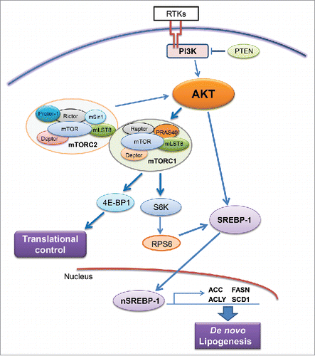 Figure 2. Regulation of de novo lipogenesis via the AKT/mTOR cascade. Abbreviations: RTKs, receptor tyrosine kinases; PTEN, phosphatase and tensin homolog; mTOR, mammalian target of rapamycin; mTOR, mTOR complex; SREBP-1, sterol regulatory element-binding protein-1. Details are reported in the main text.