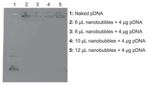 Figure 4 Electrophoresis of DNA-loaded chitosan nanobubbles on agarose gel.