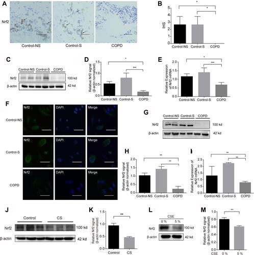 Figure 4 Nrf2 is reduced in the lungs of COPD patients, murine models and CSE-treated HBE cells. (A) Nrf2 immunostaining was markedly reduced in COPD patients compared with that in Control-NS and Control-S. The arrows represent airway epithelial cells. Original magnification ×100. Bar: 200 μm. (B) The immunostaining score in airway epithelial cells (average ± S.E.M.) obtained from 10 image fields (200X) for each sample is shown in the right panel. (C and D) Western blots of human lung homogenates from Control-NS, Control-S and COPD patients were probed using an anti-Nrf2 antibody and normalized to β-actin (loading control). (E) The mRNA level of Nrf2 in lung tissues from Control-NS, Control-S and COPD patients was measured by real-time RT-PCR. The data presented are the relative mRNA levels normalized to GAPDH levels. (F) Immunofluorescence images of primary bronchial epithelial cells from Control-NS, Control-S and COPD patients. The green fluorescence in the panels on the left-hand side indicates Nrf2, the blue stain indicates the nucleus, and the merged panels are on the right. Original magnification ×400. Bar: 50μm. (G and H) The protein levels of Nrf2 in primary bronchial epithelial cells derived from patients were measured by Western blot and normalized to β-actin. (I) mRNA levels of Nrf2 in primary bronchial epithelial cells derived from patients were measured by RT-PCR. The data presented are the relative mRNA levels normalized to GAPDH levels. (J and K) The protein level of Nrf2 in the lung homogenate of room air (Control) and CS-exposed mice after 6 months was measured by Western blots and normalized to β-actin (loading control). (L and M) The protein level of Nrf2 in CSE-exposed HBE cells for 72 h was measured by Western blots and normalized to β-actin (loading control). The results are the means ± S.E.M. for three independent experiments. *P<0.05; **P < 0.01; ***P < 0.001.