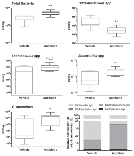 Figure 2. Characterization and quantification of luminal gut commensal microbiota. Data shows qPCR quantification of total bacteria and the main bacterial groups present in the colonic microbiota (see methods for details). Data are median (interquartile range) ± SD and are expressed as cells/g of feces; n = 7–8 for each group. *, **: P < 0.05 or 0.01 vs. vehicle group. The bottom-right graph shows the relative distribution of the ceco-colonic microbiota in vehicle- and antibiotic-treated mice. Data represent the relative abundance (percent) of the main bacterial groups present in the gut microbiota as quantified using qPCR. Relative percent composition was calculated taking as 100% the total counts of the different bacterial groups assessed (C. coccoides, Bacteroides spp., Bifidobacterium spp and Lactobacillus/Enterococcus spp).