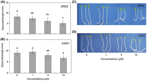 Fig. 1. Strigolactone and karrikin inhibit the hypocotyl length of 4-day-old wild-type Arabidopsis under weak light conditions.