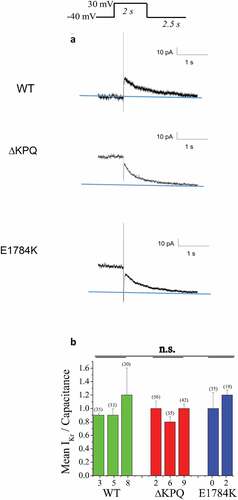 Figure 4. Expression of IKr in WT and LQT3 patient derived ΔKPQ and E1784K IPSC-CMS. A. Representative IKr traces in WT, ΔKPQ, and E1784K IPSC-CM. IKr was determined as E4031-sensitive current in all experiments. The holding potentials were −40 mV. Currents were elicited by pulsing from this holding potential to 30 mV for 2 s. E4031 sensitive peak tail currents following return to the holding potential after the 30 mV pulses were used for measurements and quantification. B. Bar graph summary of IKr density measured in the number of cells indicated in the figure. There is no significant difference in IKr density among the groups when cell total populations are grouped into WT, ΔKPQ, and E1784K.