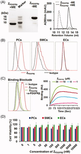 Figure 2. Preparation and characterization of the ZPDGFRβ affibody. (A) SDS-PAGE and size-exclusion chromatography of the purified ZPDGFRβ affibody in the presence or absence of 2-ME. (B) Binding of the ZPDGFRβ affibody to pericytes (PCs), smooth muscle cells (SMCs), and endothelial cells (ECs) as analyzed by flow cytometry. (C) Inhibition of pericyte binding of the ZPDGFRβ affibody by the PDGFRβ-specific antibody (left) and the PDGFRβ-binding of the ZPDGFRβ affibody analyzed using the OpenSPR system (right). (D) Cytotoxicity of the ZPDGFRβ affibody in pericytes (PCs), smooth muscle cells (SMCs), and endothelial cells (ECs).