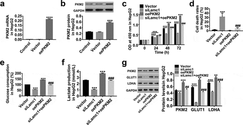Figure 6. Lamc1 suppresses the cell proliferation and Warburg effect via regulating PKM2 (a,b). The efficiency of oePKM2 regulating PKM2 expression in HepG2 cells was determined by RT-PCR (a) and western blot (b). After co-infection of lentiviruses siLamc1 and oePKM2 in HCC cells, (c) the cell proliferation were assessed by CCK8 assays at 0, 24, 48 and 72 h. (d) The cell death rates in HepG2 were evaluated by Trypan blue staining. (e,f) The glucose consumption (e) and lactate production (f) of HCC cells were detected by biochemical detections. (g) The protein levels of PKM2, GLUT1 and LDHA were detected by western blot. With at least three independent experiments, the data were expressed as mean ± SD, **P < 0.01 and ***P < 0.001 compared with Vector, ##P < 0.01 and ###P < 0.001 compared with siLamc1.