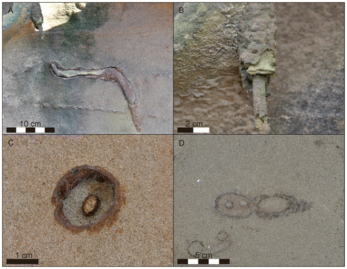Figure 5. Different aspects of the vertical shafts containing inner tubes. (A) Vertical shaft with inner tube. Where the shaft abruptly turns horizontal the inner tube expands to fill the entire burrow. The continuation of the system into deeper levels visible in this specimen was rarely seen in other specimen. (B) Close-up showing the wall of the Ophiomorpha shaft and a distinct inner tube. (C) Bedding plane view of Ophiomorpha with a distinct inner tube lined by material of the similar material as the material of the outer wall. (D) The rare occurrence of twin inner tubes in a single shaft (bedding plane view).