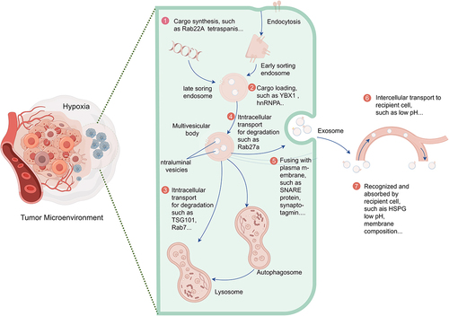 Figure 3. Schematic diagram illustrating key steps in the biogenesis and transport of tumor-derived exosomes in a hypoxic tumor microenvironment. ① Hypoxia influences cargo synthesis and sorting within exosomes. ② Hypoxia affects cargo loading into exosomes. ③ Hypoxia regulates exosome biogenesis by influencing the degradation of transporters (such as TSG101). ④ the hypoxic environment regulates exosome release by influencing the degradation of Rab GTPases (such as Rab27a). ⑤ the hypoxic environment regulates exosome release by affecting SNARE complexes specifically required for multivesicular body (MVB) fusion with the plasma membrane. ⑥ the hypoxic microenvironment influences the transport of tumor-derived exosomes to recipient cells. ⑦ the hypoxic microenvironment affects the recognition and uptake of tumor-derived exosomes by recipient cells.