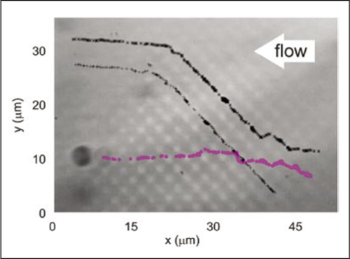 Fractionation by size on an optical lattice. Black crosses, frame-by-frame positions of two 2-µm diameter protein microcapsules; purple dots, co-flowing 4-µm diameter capsule. Dr. Michael MacDonald, University of St. Andrews, Fife, Scotland