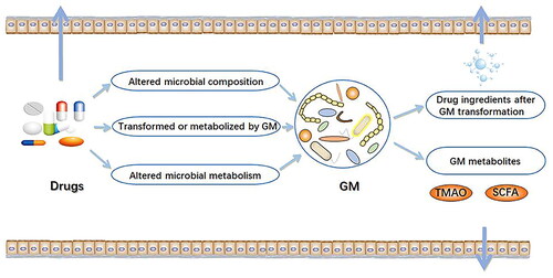 Figure 3. Pharmacokinetics of drugs effected by gut microbiota (Chen et al. Citation2021).